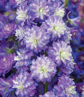 Delphinium 'Highlander Bolero'
